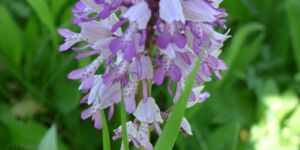 Wanderung Karlstadt-Stetten terroir f am 9.5.2024