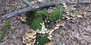 Wanderung auf den Zabelstein vom 20.9.2026