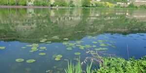 Rundwanderung Veitshöchheim-Margetshöchheim-Erlabrunn am 1.5.2025