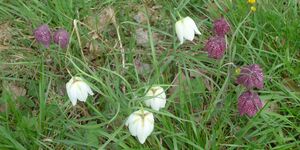Wanderung im Naturschutzgebiet Brönnhof mit Schachbrettblumen  am 21.4.2025