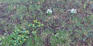 Rundwanderung Sickergrundweg Rödelsee vom 26.2.2026