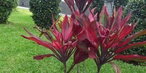 Hotelaufenhalt und Rückflug am 25.11.2025