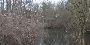 Wanderung von Erlach-Zeubelrieder Moor nach Ochsenfurt am 29.1.2025
