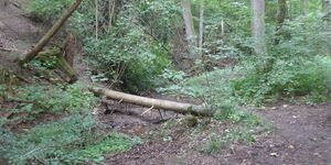 Wanderung durch die Pfalzbachschlucht am 17.8.2025