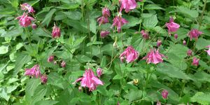 Wanderung zur Lillachquelle und zu den Sinterterrassen am 29.5.2025.